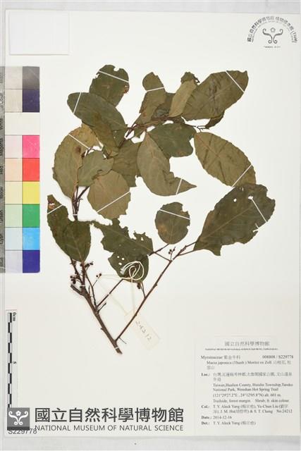 山桂花, 杜莖山藏品圖，第1張