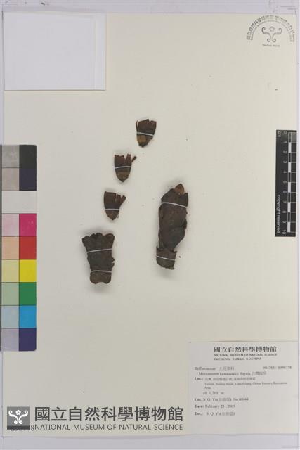 台灣奴草藏品圖，第1張