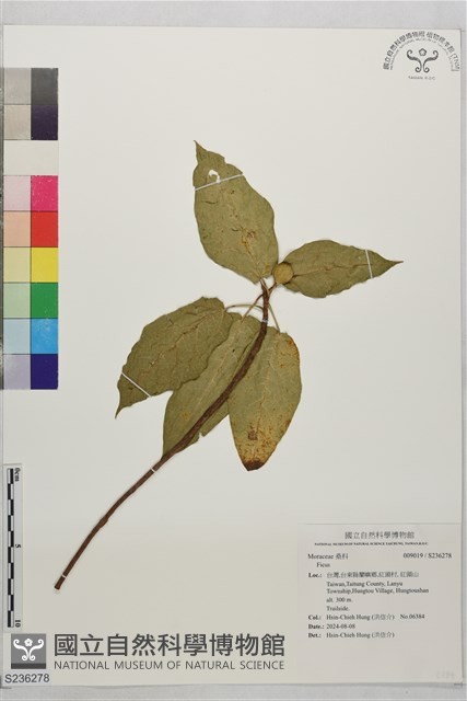 登錄號:S236278藏品圖，第1張