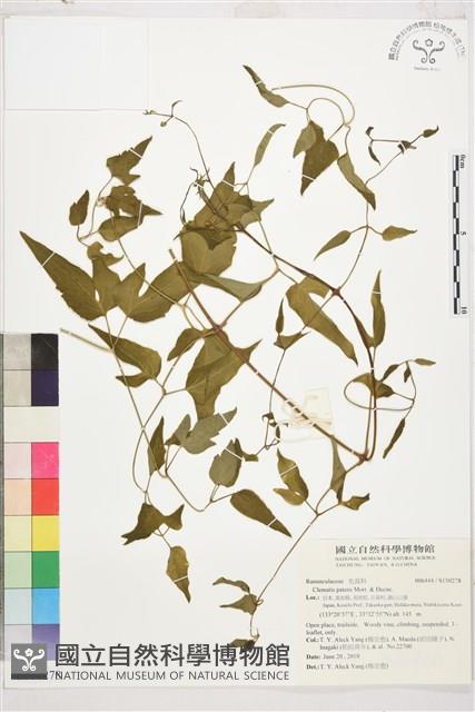 轉子蓮藏品圖，第1張