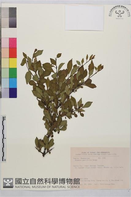 小葉鼠李藏品圖，第1張