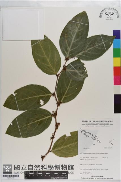 登錄號:S201278藏品圖，第1張