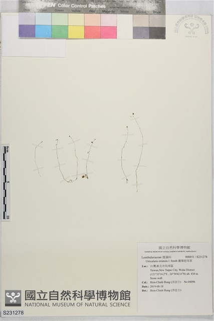 圓葉挖耳草藏品圖，第1張
