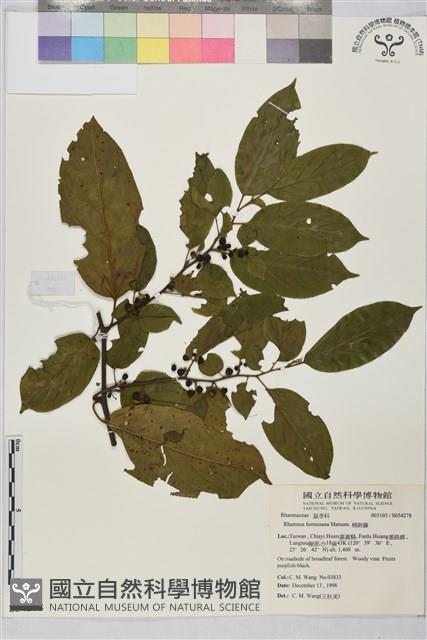 桶鉤藤藏品圖，第1張