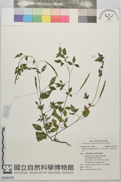 平伏莖白花菜、成功白花菜藏品圖，第1張