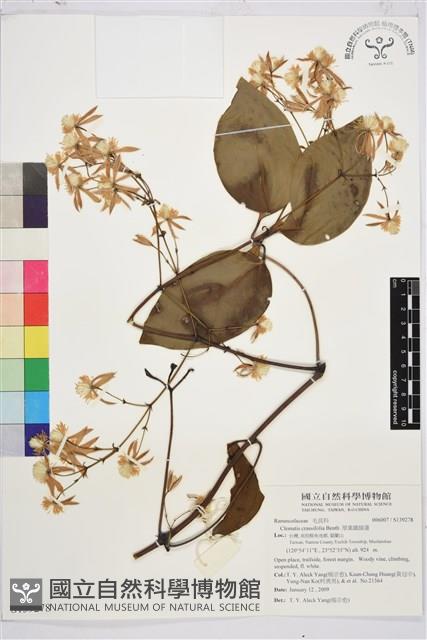 厚葉鐵線蓮藏品圖，第2張