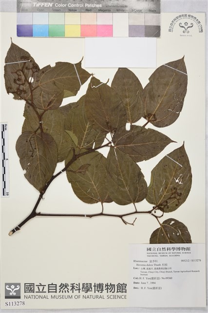 枳椇藏品圖，第1張
