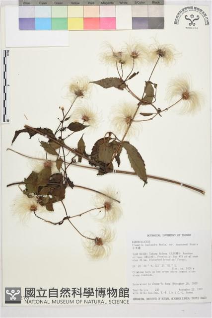 小木通藏品圖，第1張