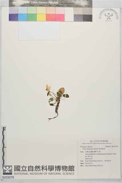 喜岩堇菜藏品圖，第1張