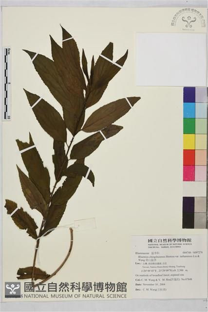 塔山鼠李藏品圖，第1張