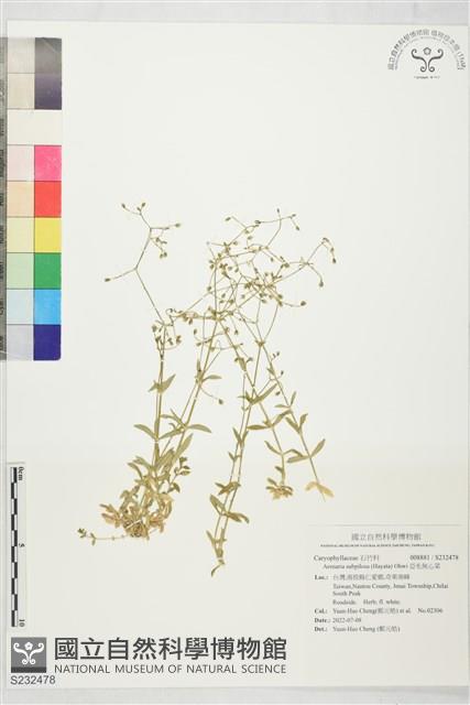 亞毛無心菜藏品圖，第1張