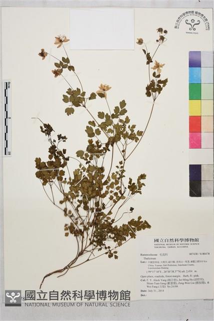 登錄號:S180478藏品圖，第1張