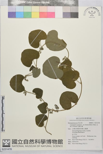 毛錫生藤藏品圖，第1張