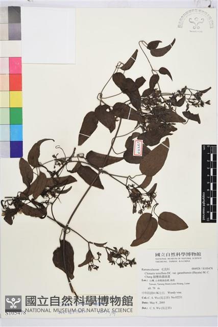 威靈仙藏品圖，第1張