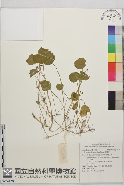銅錢草藏品圖，第1張