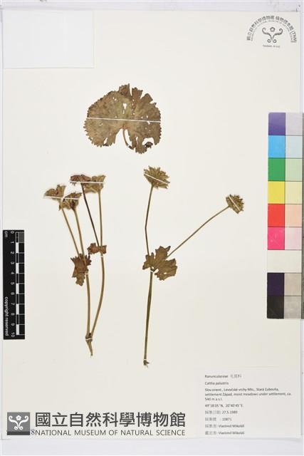 驢蹄草藏品圖，第1張