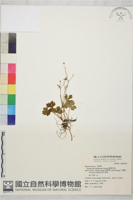 鹿場毛茛藏品圖，第1張