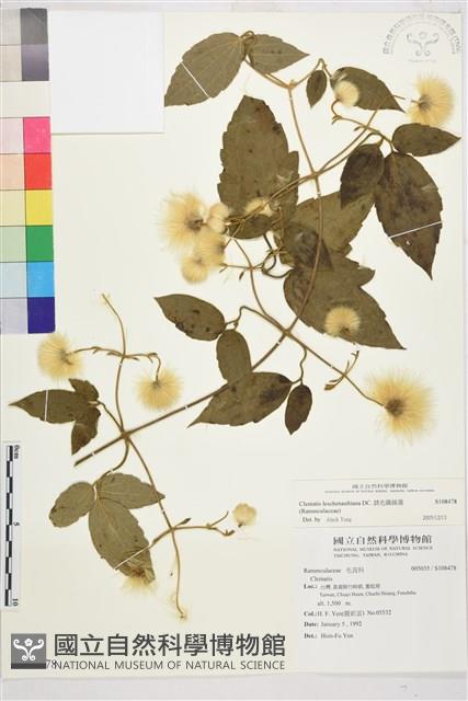 銹毛鐵線蓮藏品圖，第1張