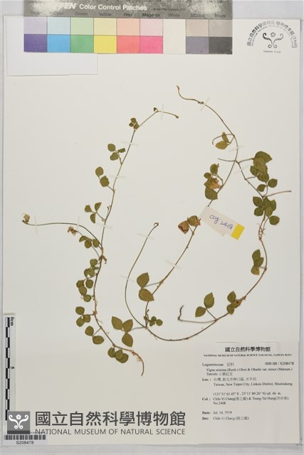 小葉豇豆藏品圖，第1張