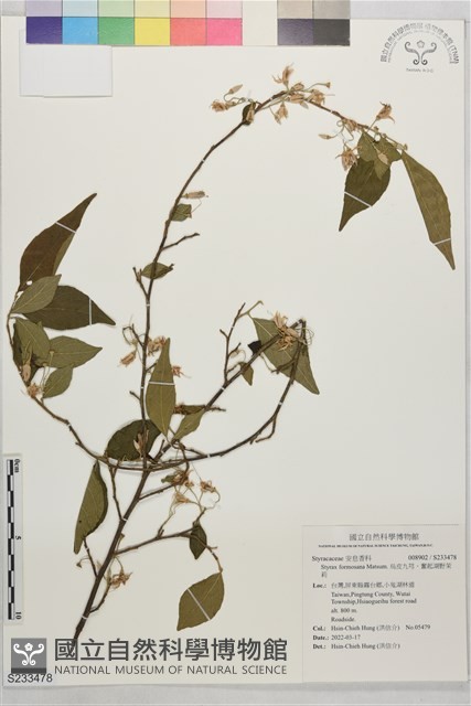 烏皮九芎、奮起湖野茉莉藏品圖，第1張