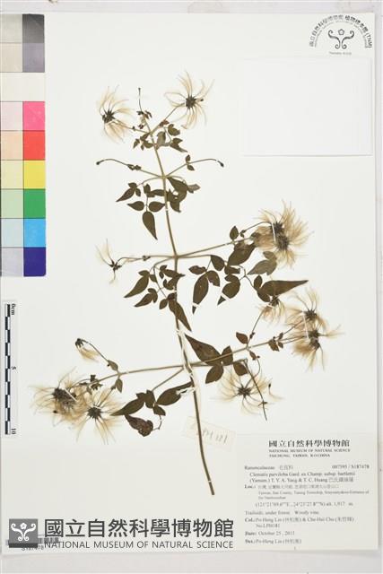 巴氏鐵線蓮藏品圖，第1張