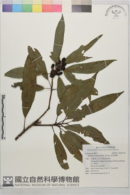 假長葉楠藏品圖，第1張