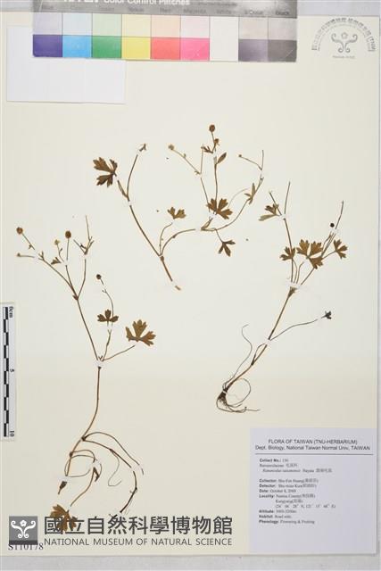 鹿場毛茛藏品圖，第1張