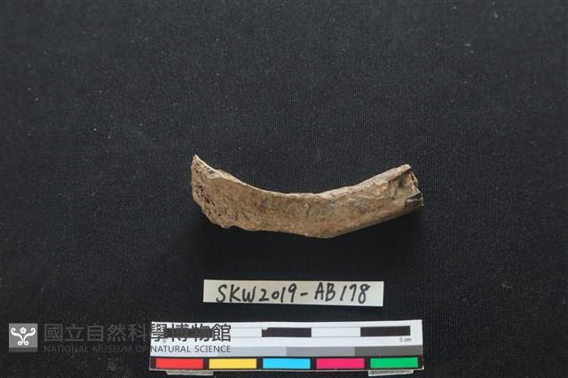 獸骨藏品圖，第1張
