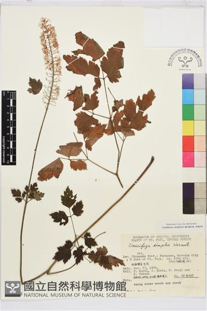 單穗升麻藏品圖，第2張