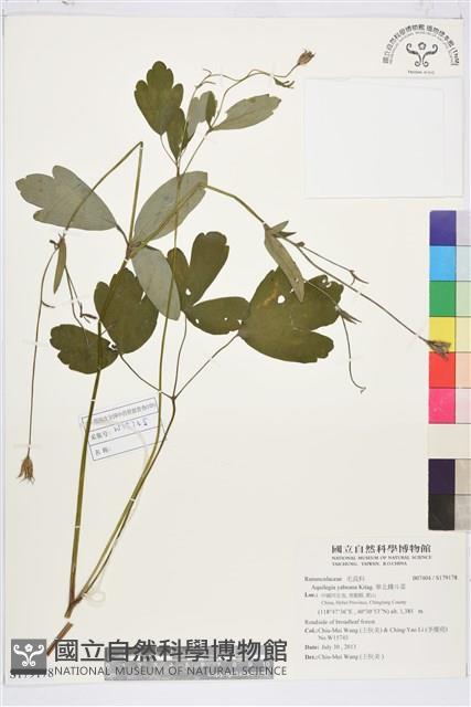 華北耬斗菜藏品圖，第1張