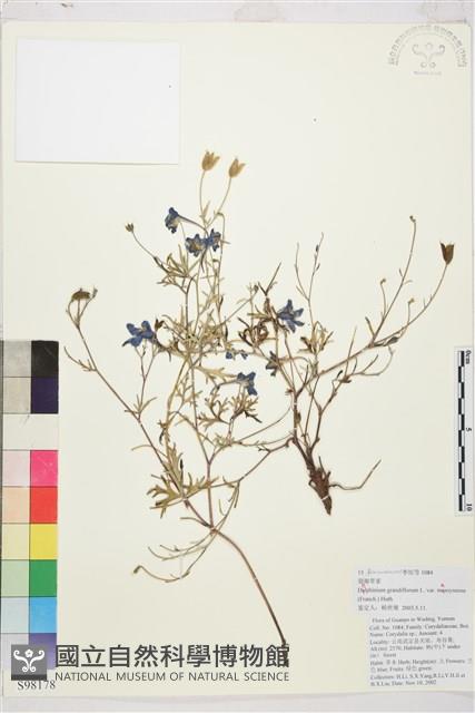 裂瓣翠雀藏品圖，第1張