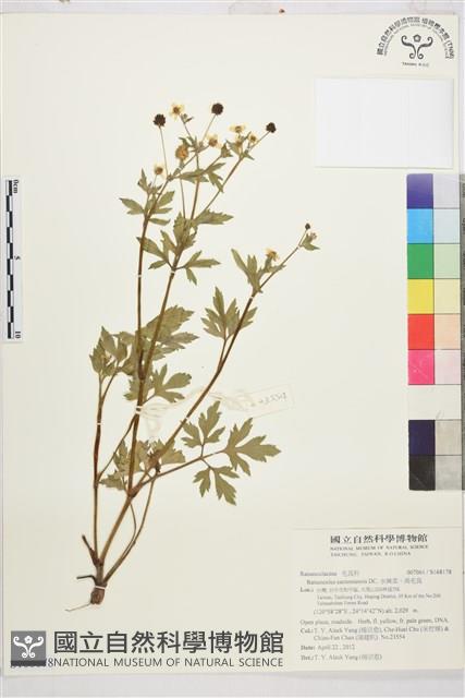 水辣菜、禺毛茛藏品圖，第1張