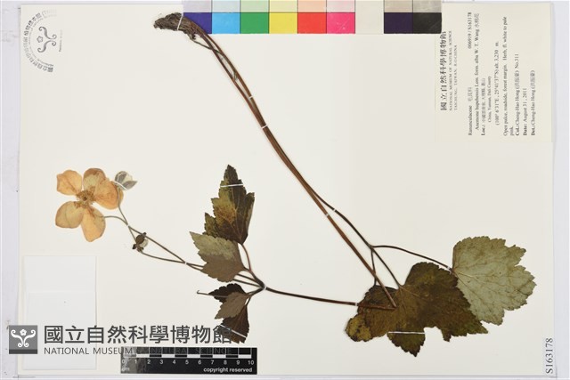 水棉花藏品圖，第1張