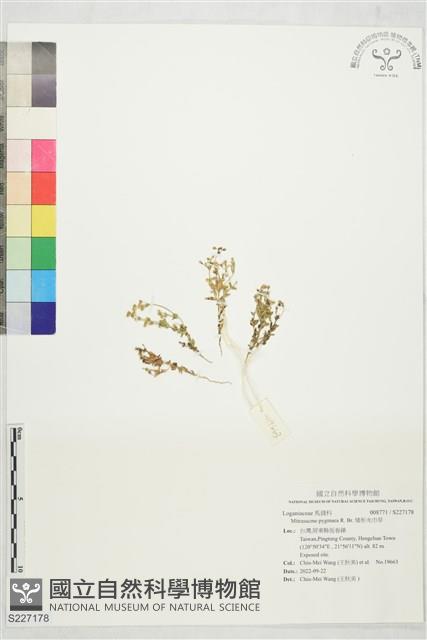 矮形光巾草藏品圖，第1張