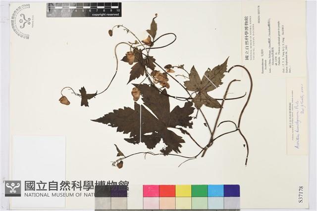 瓜葉烏頭藏品圖，第1張