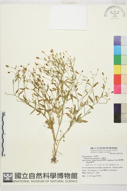 石龍芮藏品圖，第1張