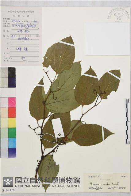 拐棗、枳椇藏品圖，第1張