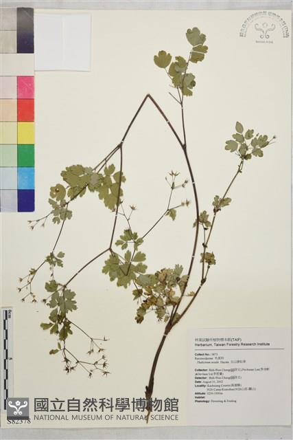 玉山唐松草藏品圖，第1張