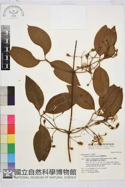 厚葉鐵線蓮藏品圖，第2張