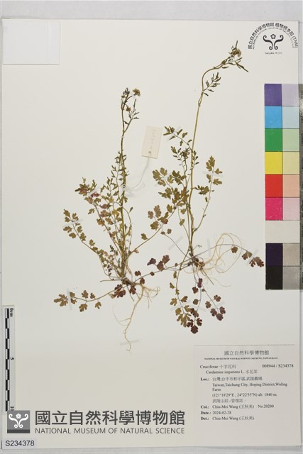 水花菜藏品圖，第1張