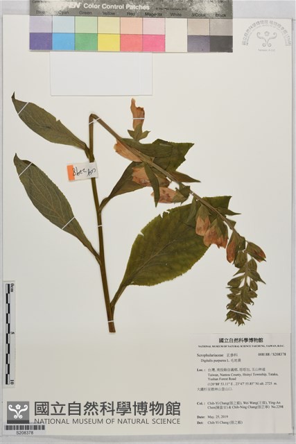 毛地黃藏品圖，第1張