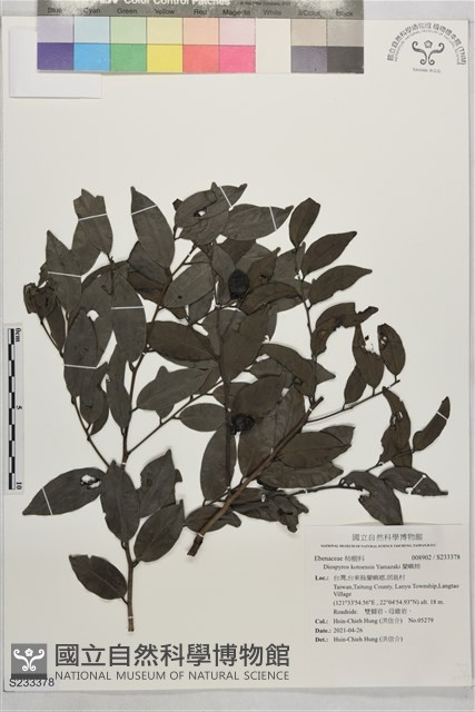 蘭嶼柿藏品圖，第1張