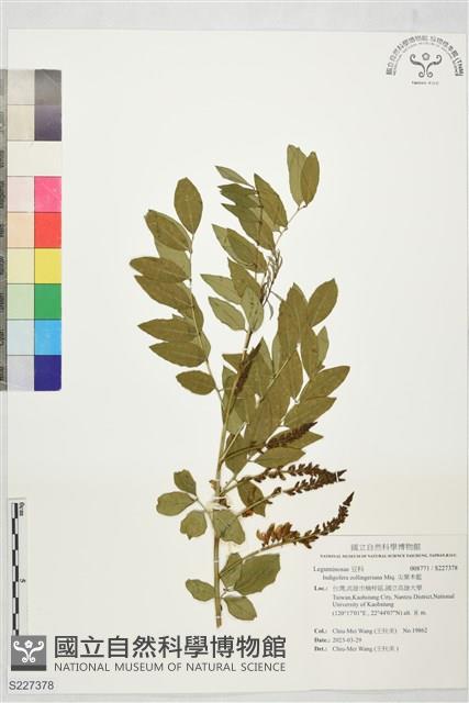 尖葉木藍藏品圖，第1張