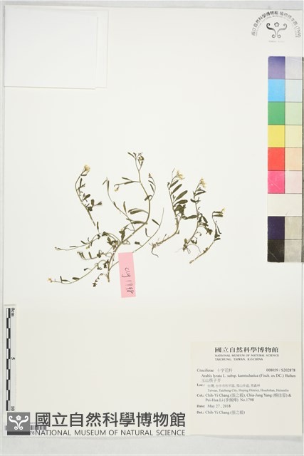 玉山筷子芥藏品圖，第1張