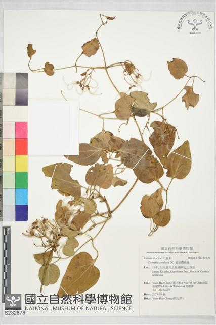 圓錐鐵線蓮藏品圖，第1張