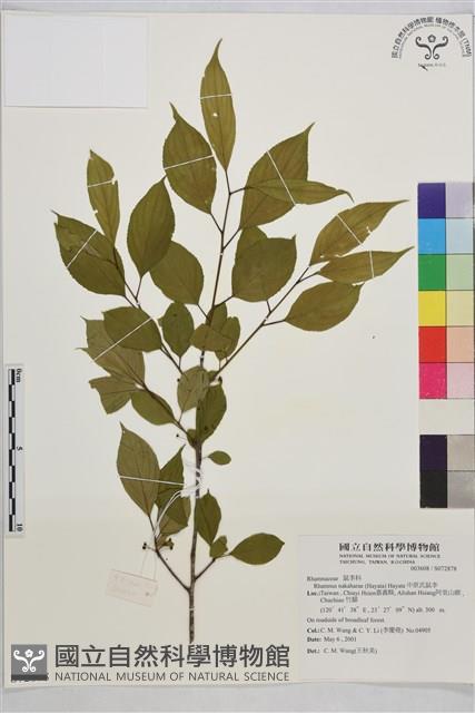 中原氏鼠李藏品圖，第1張