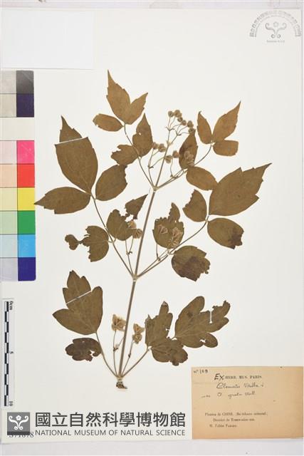 葡萄葉鐵線蓮藏品圖，第1張