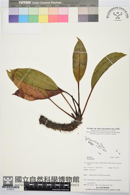 登錄號:S195878藏品圖，第1張