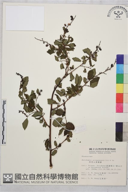 阿里山黃鱔藤藏品圖，第1張