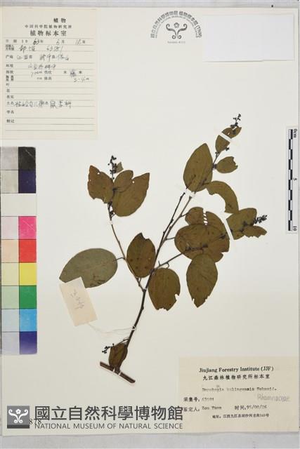 牯嶺勾兒菜, 臺灣黃鱔藤藏品圖，第1張